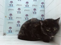 *MATILDA - Photo 1