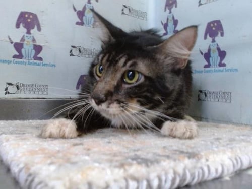 *BOONE - Domestic Medium Hair available for adoption
