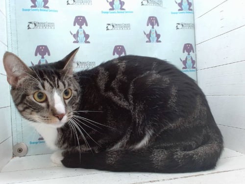 SWEENIE - Domestic Short Hair available for adoption