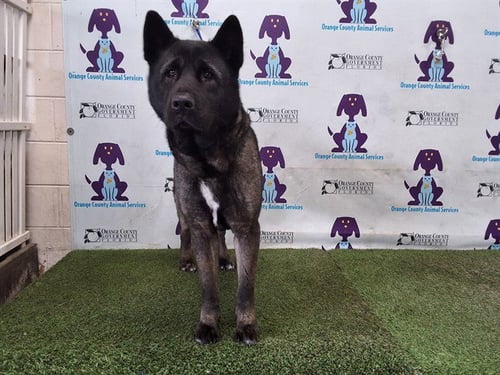 SEQUOIA - Akita available for adoption