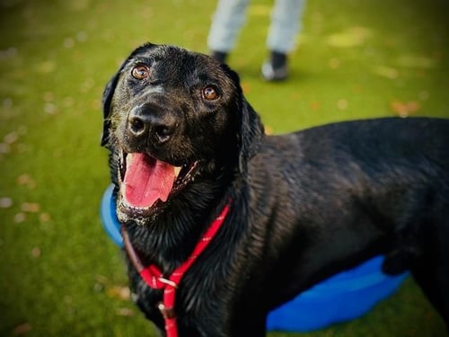 *SIGMA - Labrador Retriever available for adoption