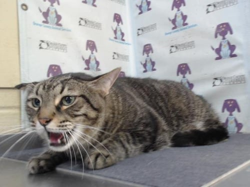 OLLY - Domestic Short Hair available for adoption