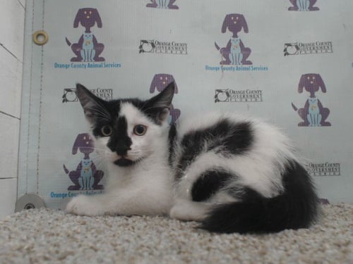 *MANNY - Domestic Short Hair available for adoption