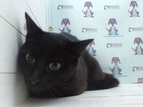 ANI - Domestic Short Hair available for adoption