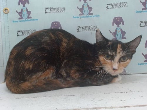 A603448 - Domestic Short Hair available for adoption