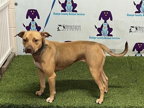 BRANDI - Pit Bull Terrier available for adoption