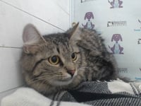 LOKI - Photo 1