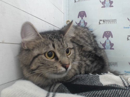 LOKI - Domestic Long Hair available for adoption
