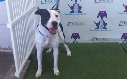 ATLAS - Pit Bull Terrier available for adoption