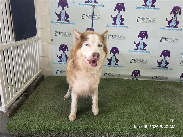 *DIGGIE Image