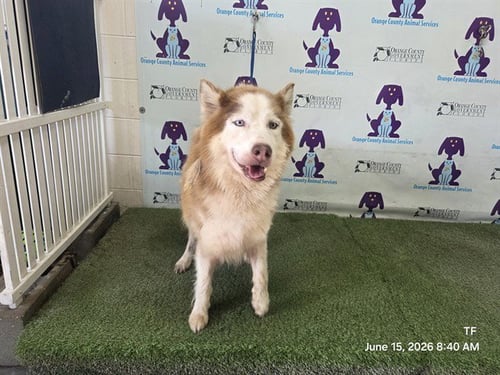 *DIGGIE - Siberian Husky available for adoption