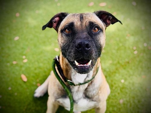 *YOGI - Black Mouth Cur available for adoption