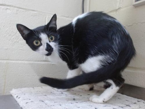 *LYRA - Domestic Short Hair available for adoption