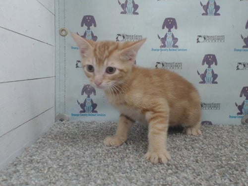 GABRIEL - Domestic Short Hair available for adoption