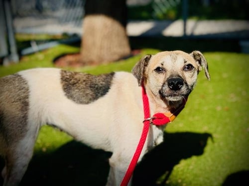 OSA - Jack Russell Terrier (Parson Russell Terrier) available for adoption
