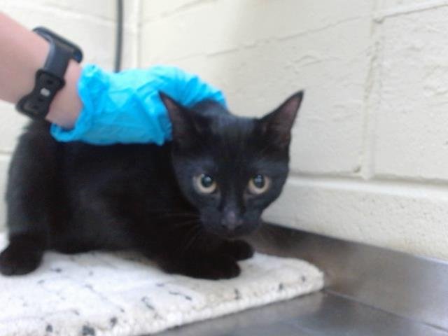 *JUNIPURR Image