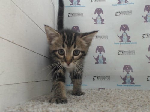 A592867 - Domestic Short Hair available for adoption