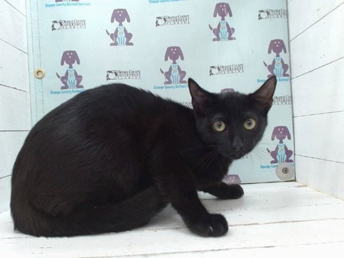 BRUCE WAYNE - Domestic Short Hair available for adoption