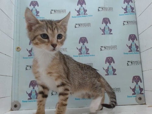 *CINNAMON TOAST CRUNCH - Domestic Short Hair available for adoption