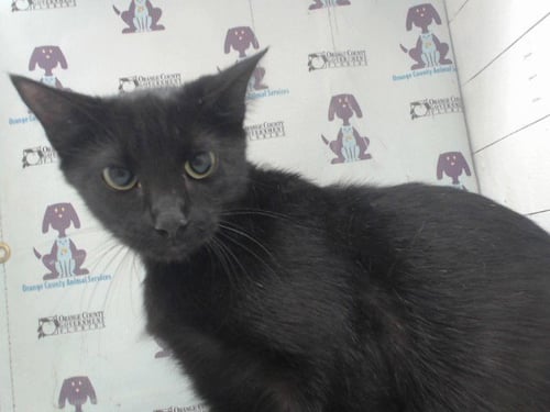 *MACCHIATO - Domestic Short Hair available for adoption