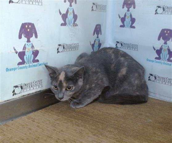 DUTCHESS Image
