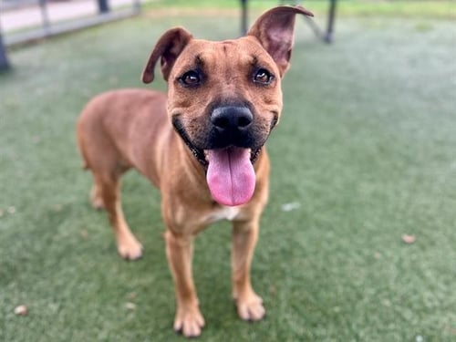 *MJ - Pit Bull Terrier available for adoption