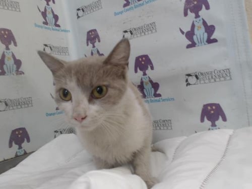 *CLOUD - Domestic Short Hair available for adoption