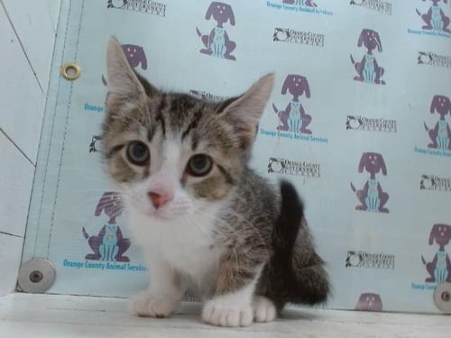 *PIE - Domestic Short Hair available for adoption