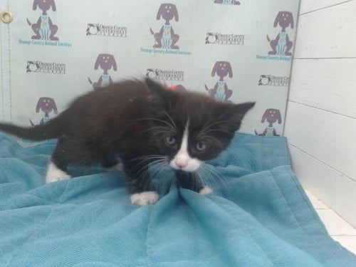 *BUD - Domestic Short Hair available for adoption