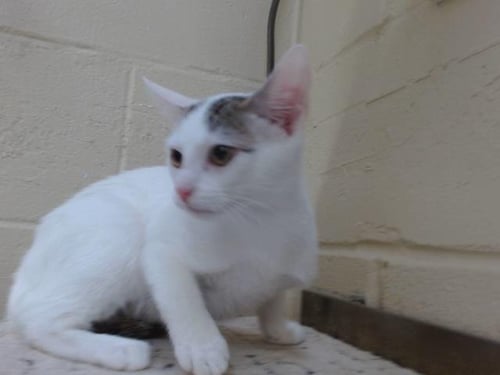 ICEE - Domestic Short Hair available for adoption