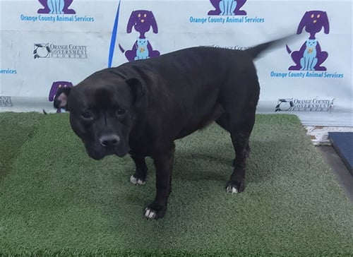 BENNY - Staffordshire Bull Terrier available for adoption