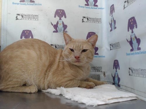 TWIN - Domestic Short Hair for adoption in Orlando