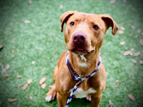 *EDUARDO ROGELIO - Pit Bull Terrier available for adoption