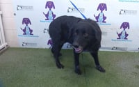 TAZI - Photo 1
