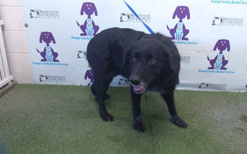 TAZI - German Shepherd Dog / Chow Chow available for adoption