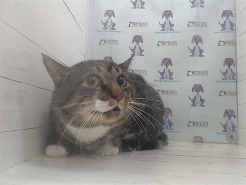 TWIX - Domestic Short Hair available for adoption