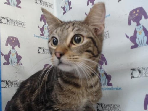 TIGGER TIGGER - Domestic Short Hair available for adoption