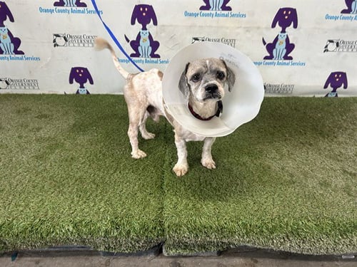 *HENRY - Shih Tzu available for adoption