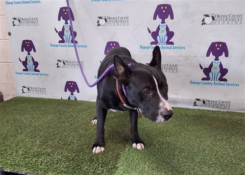 *SYLVESTER - Pit Bull Terrier available for adoption