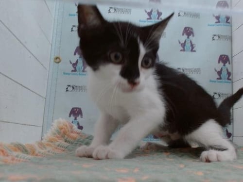 *DAISY MAE - Domestic Short Hair available for adoption