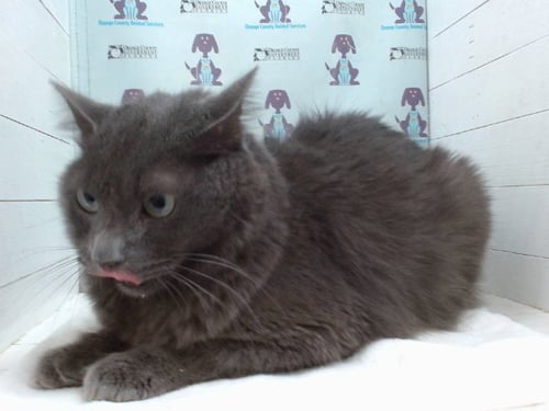 ETO - Domestic Medium Hair available for adoption