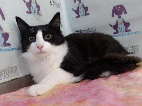 LUFFY - Domestic Medium Hair available for adoption