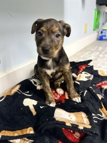 SASSY - Pit Bull Terrier available for adoption
