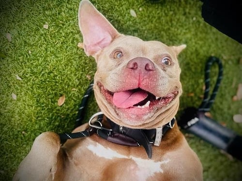 *BAMBI - Pit Bull Terrier available for adoption