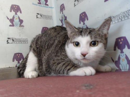 LUA - Domestic Short Hair for adoption in Orlando