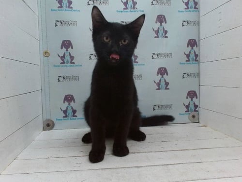 TOM CRUSE - Domestic Short Hair available for adoption