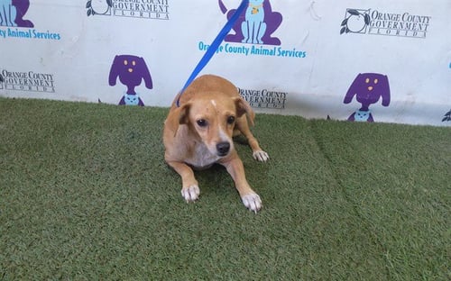 DAISY BELLE - Chihuahua available for adoption