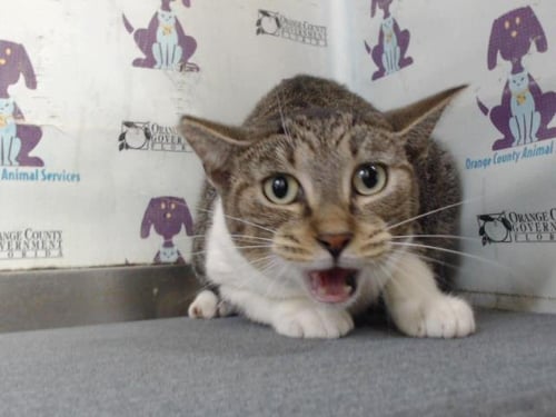 PUDDIN - Domestic Short Hair available for adoption