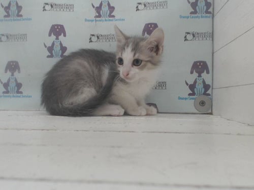 BOOGER - Domestic Short Hair available for adoption