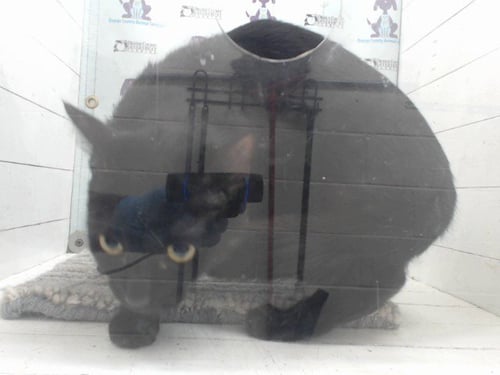 LIDRA - Domestic Short Hair available for adoption